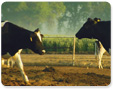 feature_dairyproducersputtingwastework_T_113x90