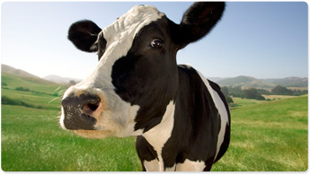 feature_happycowstvspots_MT_345x196